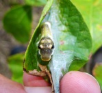 spicebush larva